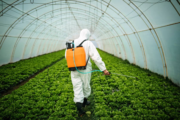 Trusted Parkland, WA Pest Control Experts