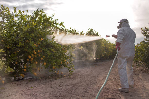 Best Bed Bug Extermination  in Parkland, WA