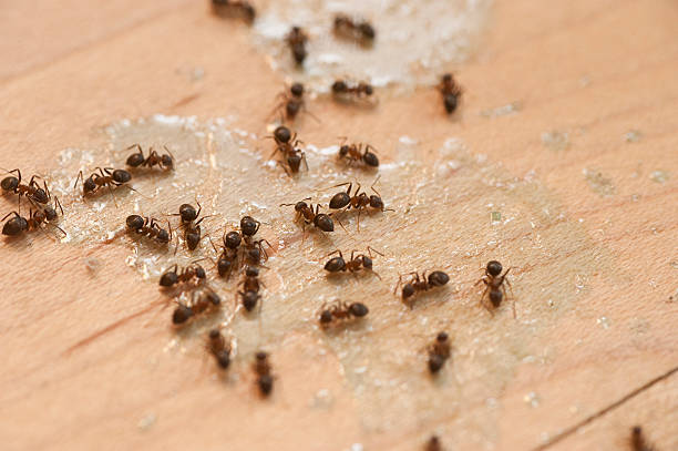 Best Spider Control Near Me  in Parkland, WA
