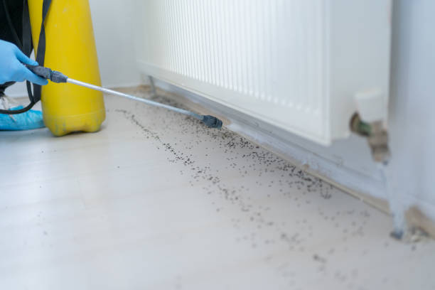 Best Affordable Pest Control Services  in Parkland, WA
