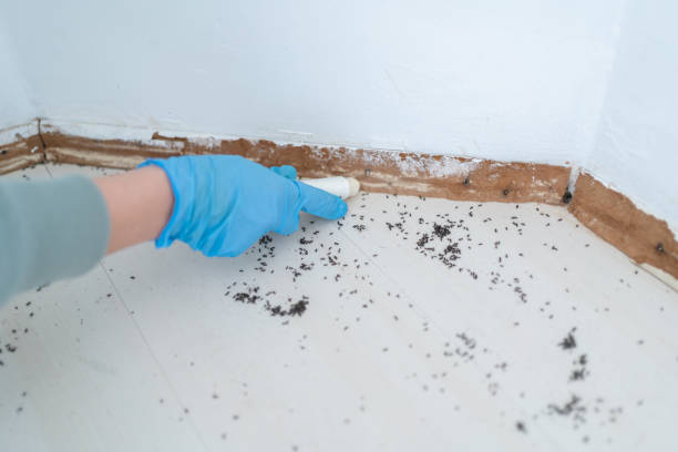 Best Mosquito Control Services  in Parkland, WA