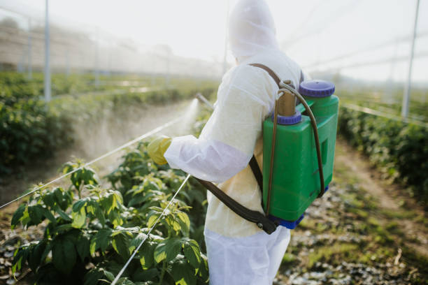 Best Flea Control Services  in Parkland, WA